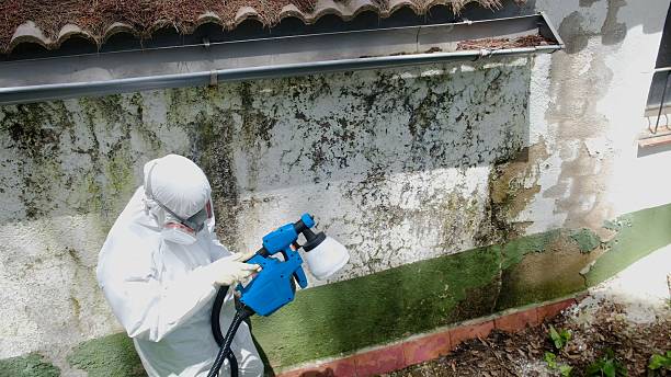 Mold Remediation service in Rolesville, Rolesville, NC